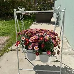 Parrot House * ベルティノーロ
